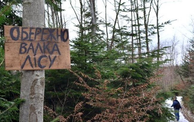 Потрібно зберегти мораторій на експорт деревини і врегулювати ринок, - експерт