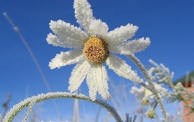Синоптики попереджають про заморозки у Києві 25 квітня