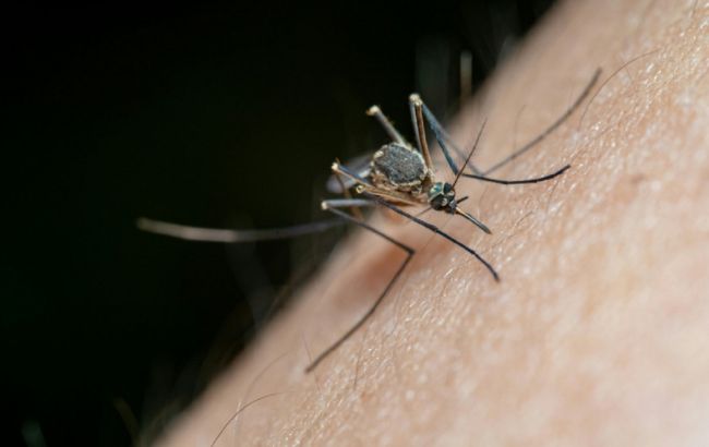 Українців атакують мокреці: чим небезпечні ці комахи