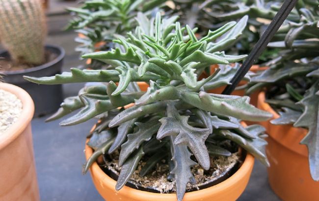 5 целебных растений, украшающих квартиру и лечащих от болезней