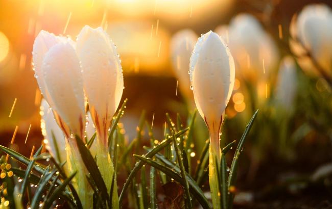 Погода на сегодня: в Украине местами дожди, температура до +24