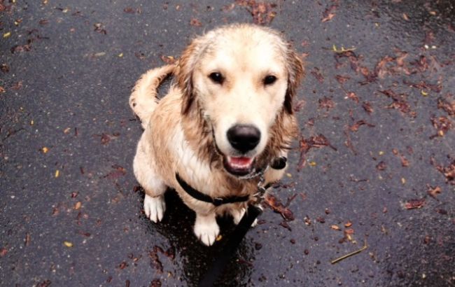 Погода на сегодня: на большей части Украины дожди, температура до +19