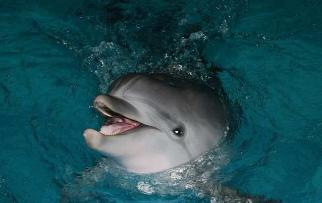 Эксперимент NASA, который вышел из-под контроля: странная история любви между женщиной и дельфином