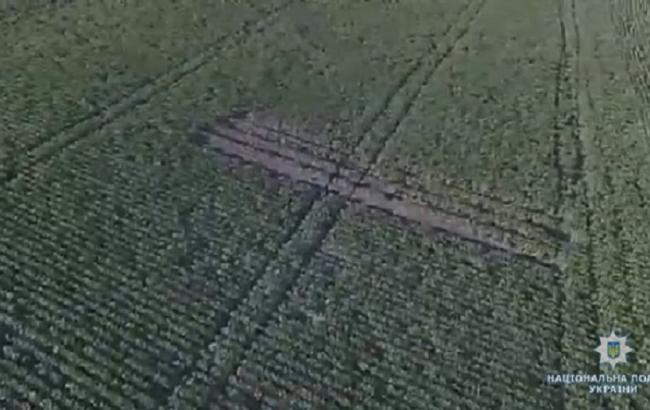 В Житомирской области задержали "агронома" во время обработки наркосодержащих растений