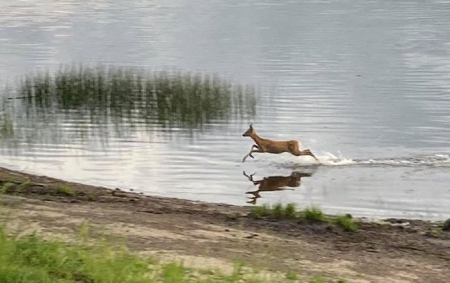 В Киеве заметили косулю, которая переплыла Днепр