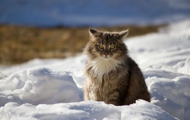 Погода на сьогодні: в Україні без опадів, температура до -6