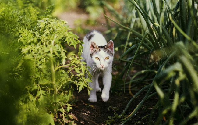 Просто розкидайте це у саду, і коти більше ніколи не псуватимуть ваші рослини