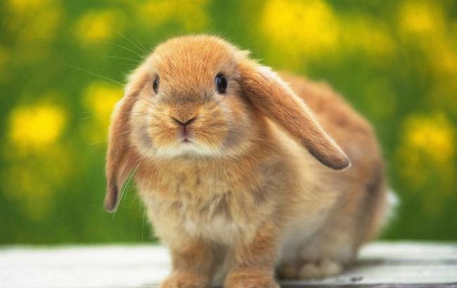 Восточный гороскоп-2016 для родившихся в год Кролика