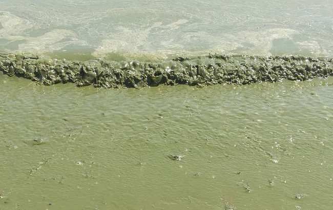 Черное море "позеленело": экологи бьют тревогу