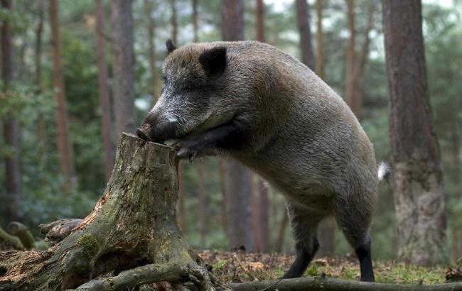 Держветслужба проводить депопуляцю дикого кабана у чотирьох областях