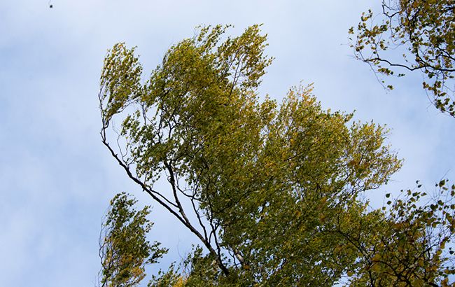 Синоптики попередили про сильні пориви вітру в Києві