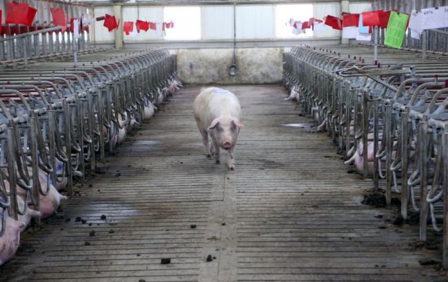 Іспанські експерти підтвердили діагноз АЧС в Україні, - Держветфітослужба