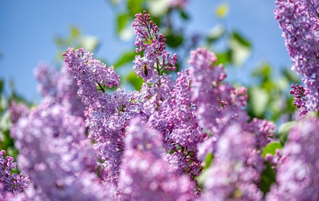 Под Запорожьем люди наблюдают уникальное явление: зацвела сирень