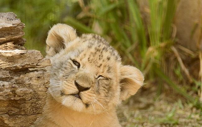 Хищник в городе: в Одессе по улице бродил одинокий львенок