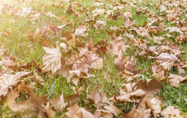 Не спалюйте листя! Ось як перетворити його на добриво і користь для землі