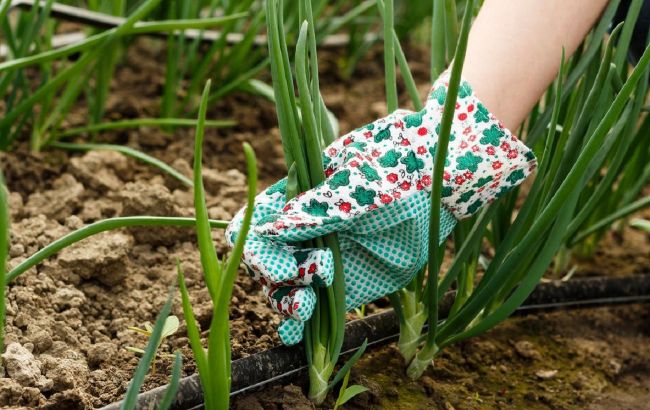 Что делать, чтобы лук не пошел в "стрелки": названы секреты огородников