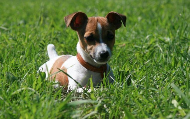 Погода на сегодня: в Украине преимущественно без осадков, температура до +23