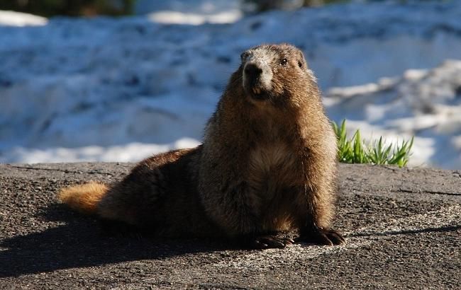 День сурка 2020: Тимка из Харькова дал свой прогноз на весну