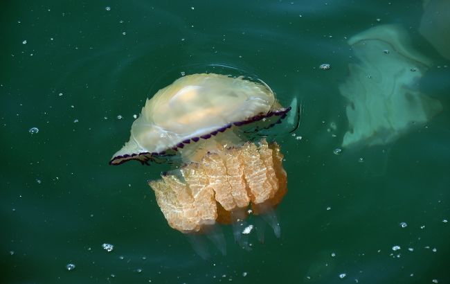 Море в Одессе оккупировали медузы, которые мешают отдыхающим (видео)