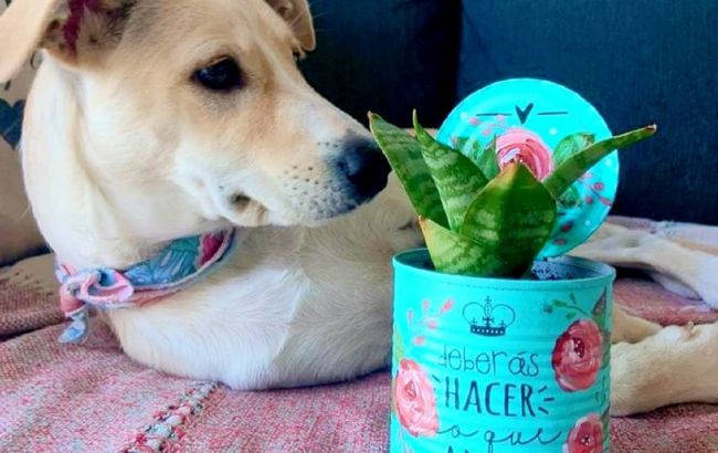 Не выбрасывайте жестяные банки: простой лайфхак, который превратит их в стильный декор