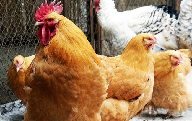 Ирландия заинтересована в импорте украинской&nbsp;птицы