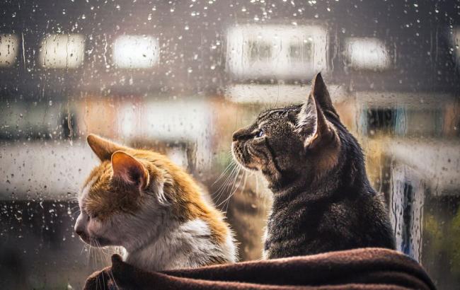 Погода на сегодня: В Украине преимущественно дождь, температура воздуха до +19