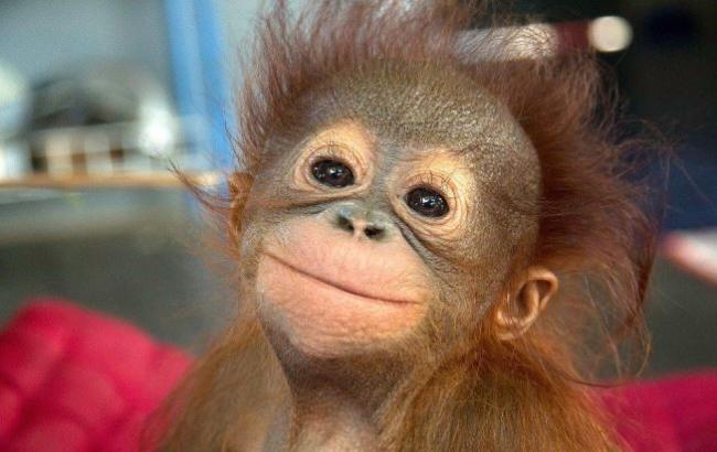 Гороскоп на 2016 год - год Огненной Обезьяны