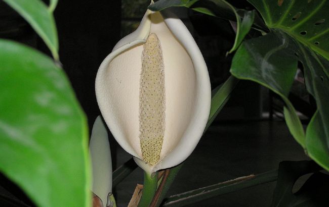 Екзотичні квіти для дому: як виростити кімнатний сад із рослинами з усього світу