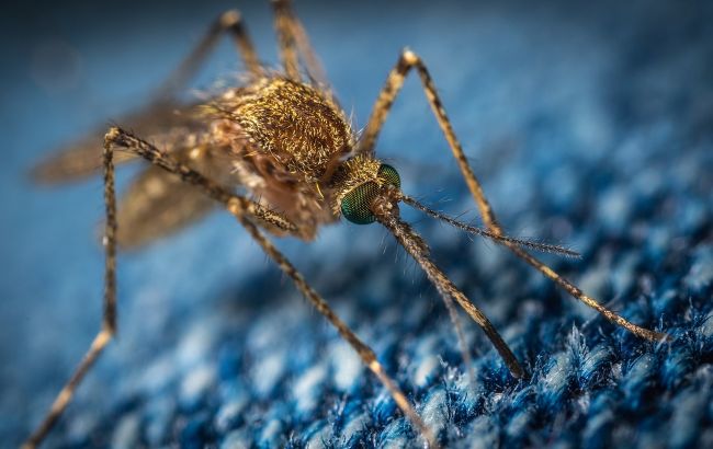 Врачи назвали группу крови, которую больше всего "любят" комары