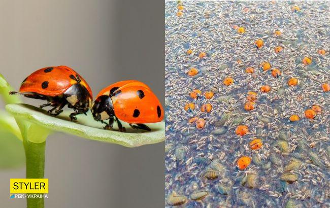 В заповеднике под Одессой погибли почти 2 миллиона божьих коровок: что случилось (фото)