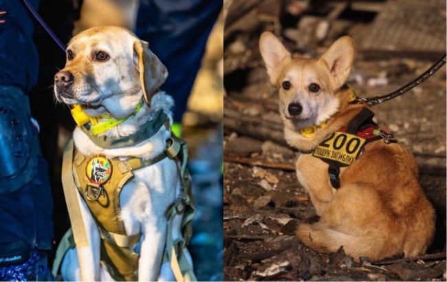 Понимают весь ужас: в Днепре собаки помогают искать людей под завалами (фото)