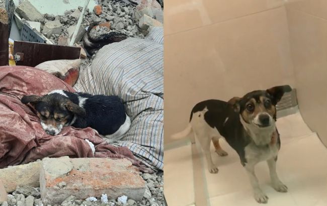 "За нею стоїть черга": в якому стані собака Ельза, яка лежала на руїнах будинку