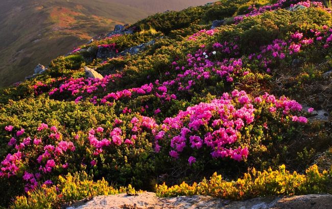 У Карпатах квітне червона рута. Як вона виглядає і де її шукати (фото)