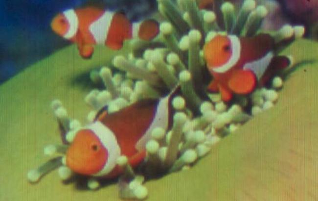 Найменшим віддрукованим зображенням Книга рекордів Гіннеса визнала наноснимок швейцарських технологів