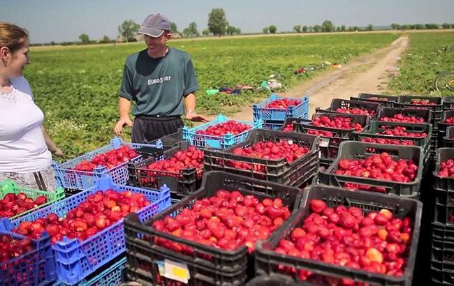 800 млн людей живут на денежные переводы близких, работающих за рубежом, - ООН