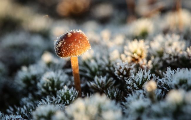 Украину затянет морозами до -7 градусов: как долго продлится непогода