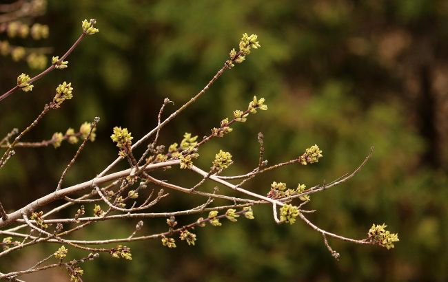 Синоптики рассказали, когда в Украину придет теплая весна