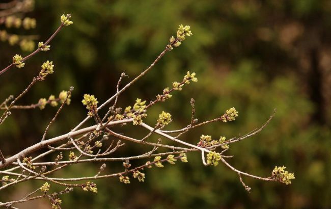 До +17 и без осадков: какой будет погода в последний день марта