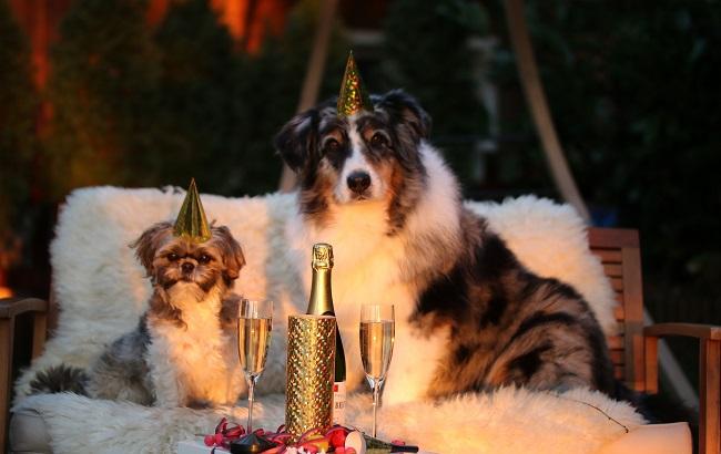 Який ти "барбос" у рік Собаки &ndash; тест Styler