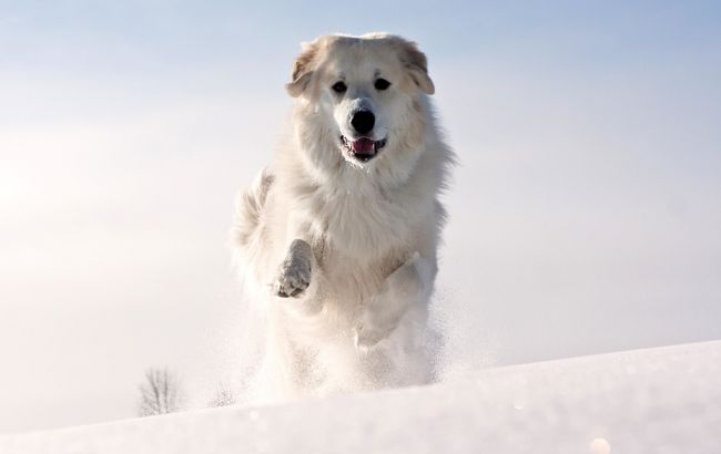 Погода на сьогодні: на заході України очікується сніг, температура до -12