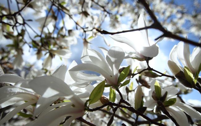 Погода на сьогодні: в Україні без опадів, температура до +23