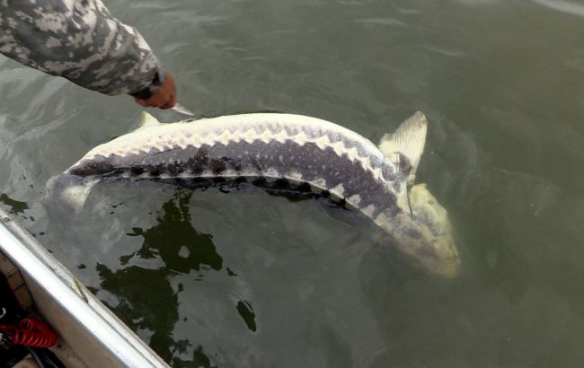 В Николаевской области браконьеры нанесли ущерб государству на почти 600 тыс. гривен