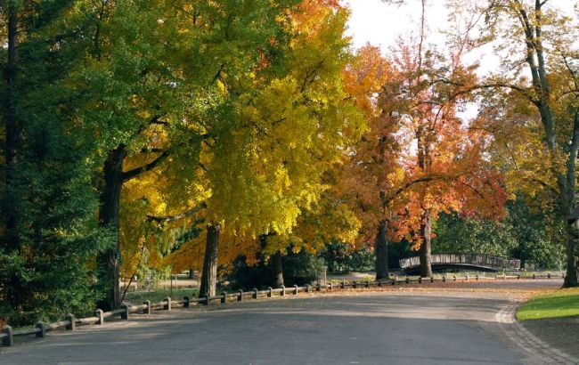 Погода на сегодня: в Украине местами дожди, температура до +36