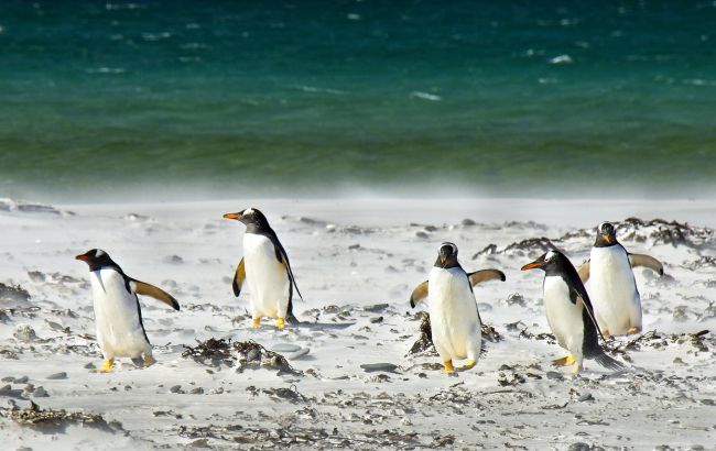 Ученые выяснили невероятный факт о пингвинах: у них есть одна из людских особенностей