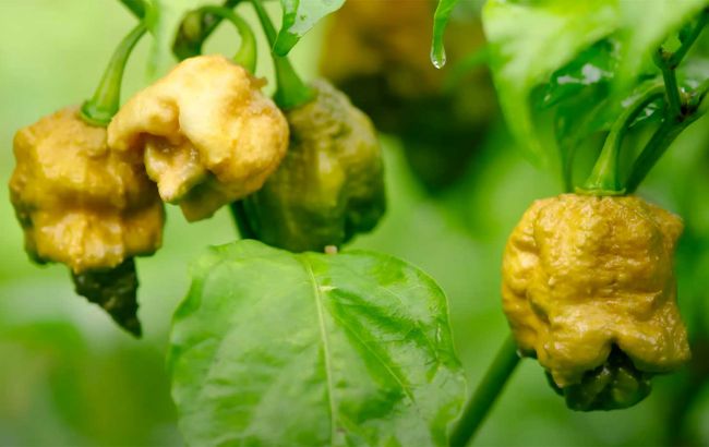 Названо найгостріший перець у світі. Його змогли з'їсти лише 5 людей!