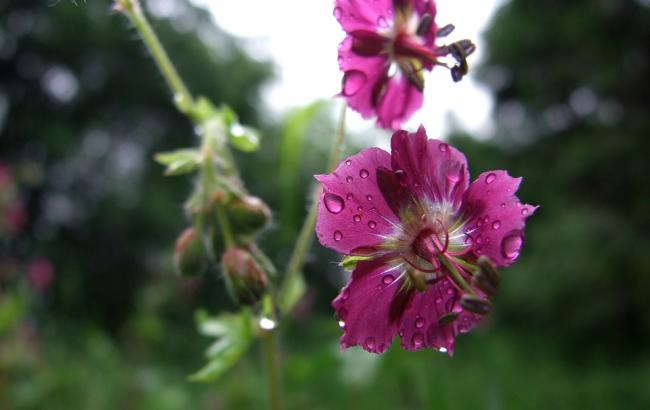 Погода на сьогодні: в Україні дощі з грозами, температура до +20
