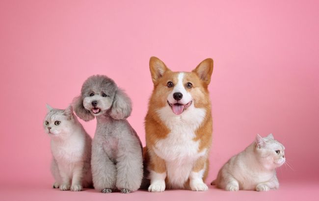 Животные могут предсказывать катаклизмы: появились доказательства