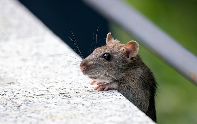 Почему мы пугаемся, увидев мышь: истинные причины звучат стыдно