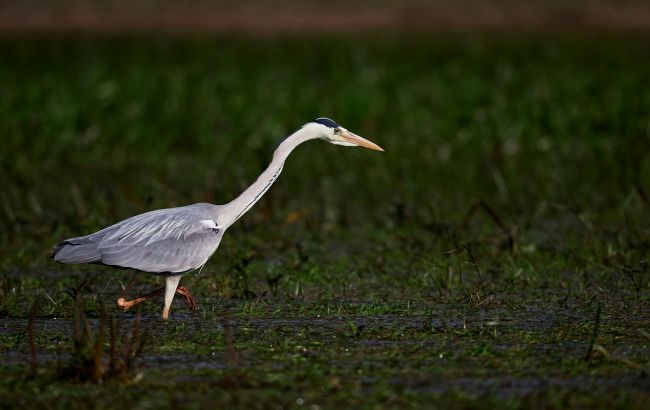 Війна вбиває не лише людей: під загрозою зникнення - рідкісні птахи з Червоної книги
