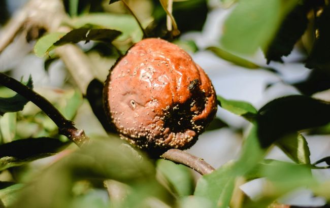 Яблоки гниют на дереве? Что делать, чтобы спасти урожай